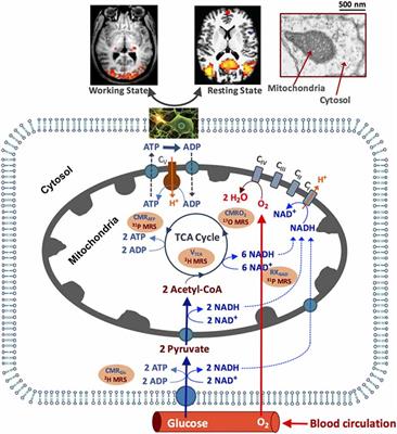 In vivo X-Nuclear MRS Imaging Methods for Quantitative Assessment of Neuroenergetic Biomarkers in Studying Brain Function and Aging